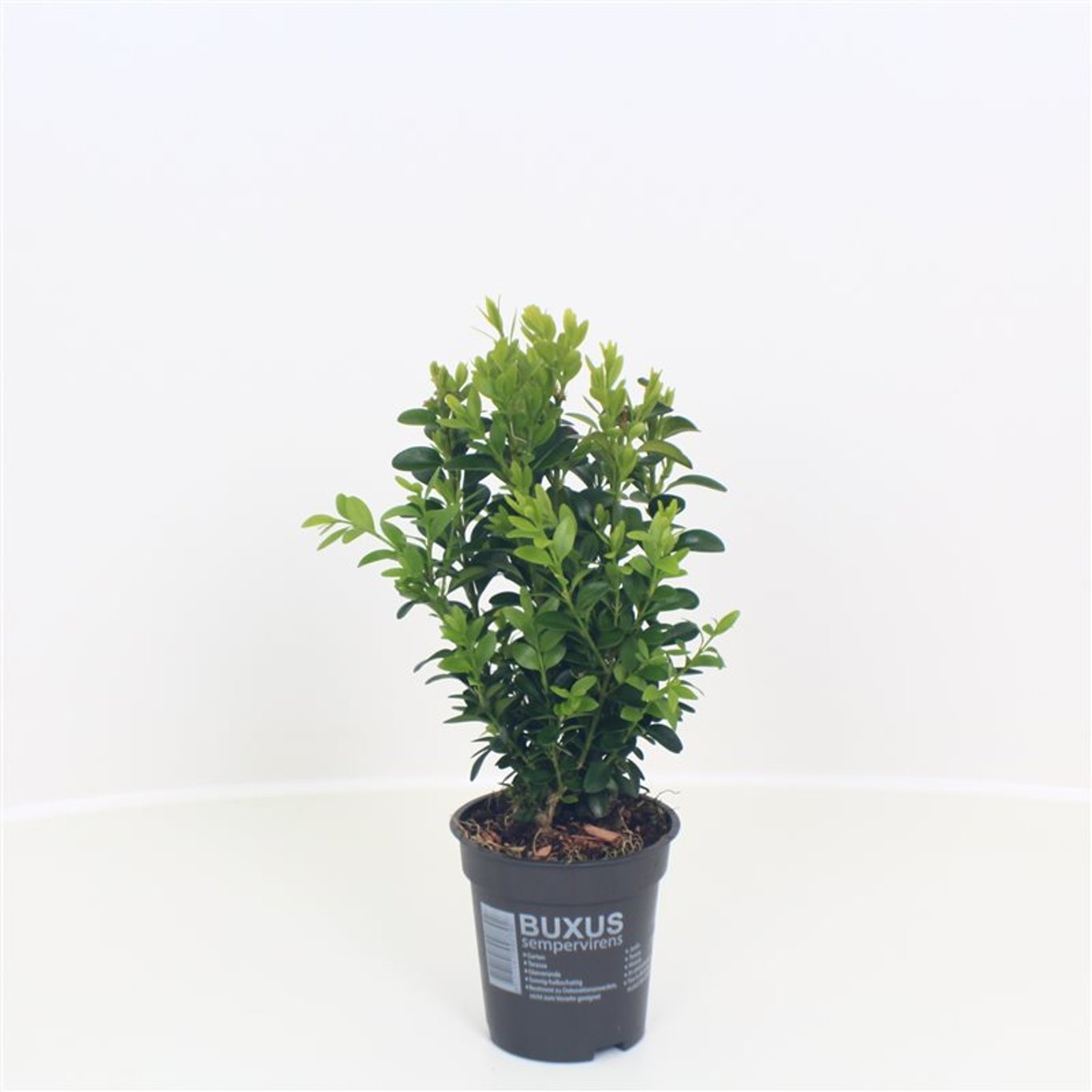 Buxus sempervirens - P9